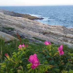 Meet your Posher, Robin